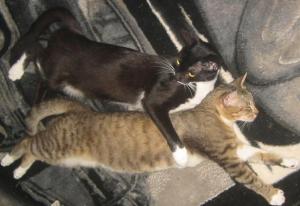 pisici in calduri