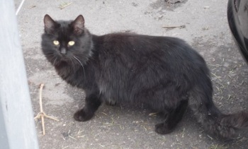 pisica neagra 1