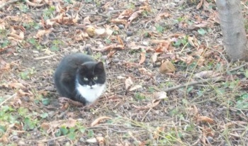 pisica negru alb 5