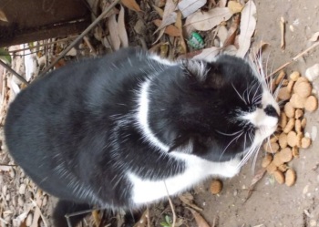 pisica negru cu alb 9