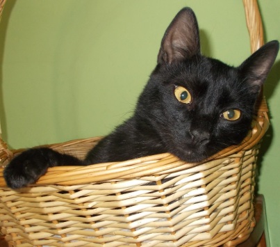 pisici negre ochi galbeni 6