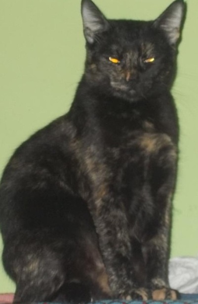 pisici negre ochi galbeni 7