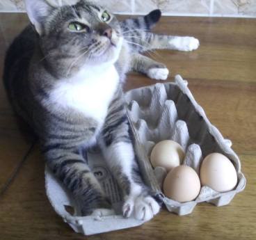 pisica pe oua